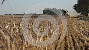 Focus change from ripe wheat plants to thresher machine. 4K