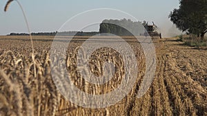 Focus change from thresher machine to ripe wheat plants. 4K