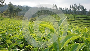 Focus close up tea leaves nature landscape in West Java Indonesia 7355