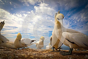 Focus of a colony of northern gannet - sula bassana