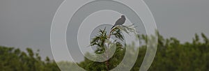 Focus on Common blackbird  on otp of tree