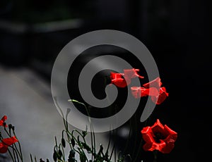 Focus on the corollas of three red poppies against a dark urban context
