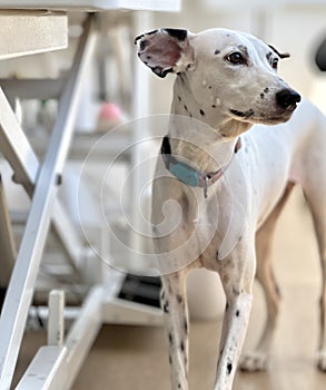 Focus on cute Dalmatian puppy stands on the floor and looks outside