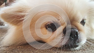Focus at Cute Pekingese Dog relaxing on the floor, feel sleeping and look at camera