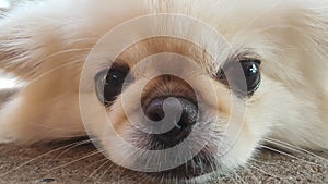 Focus at Cute Pekingese Dog relaxing on the floor, feel sleeping and look at camera