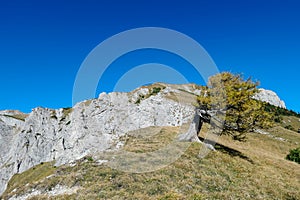 Foelzkogel - Focus of dry barren lone tree on rock with scenic view of untamed Hochschwab mountain region, Styria, Austria