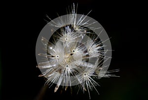 Focus dry grass flower on black