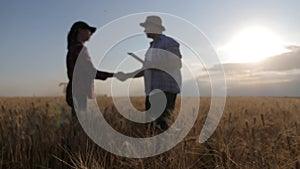 Focus on the ears of wheat. Farmers handshake over the wheat crop in harvest time. Team farmers stand in a wheat field