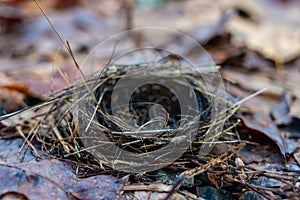 Focus on Edge of Empty Bird Nest
