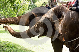 Focus on elephant eye with mahout sits on its back