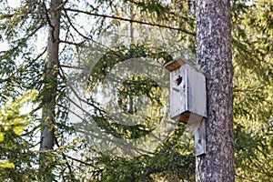 Focus on empty birdhouse in spring forest