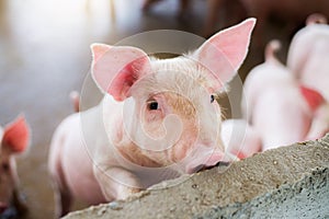 Focus is on eye. Shallow depth of field. pigs at the farm.