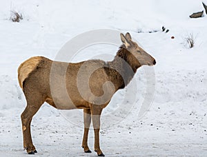 Focus On A Female Elk