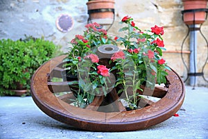 Focus on a flower arrangement of Impatiens inside a wooden wheel, in the village, Gualdo Cattaneo, Perugia, Umbria, Italy