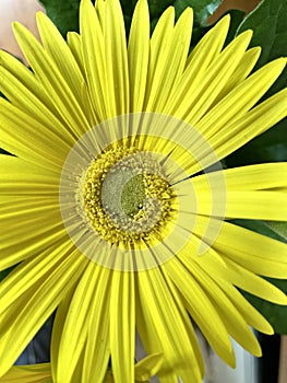 Focus on the flower with yellow petals photo