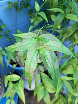 Focus on fresh green leaf of Andrographis paniculata, Kariyat, the Creat Thai herb