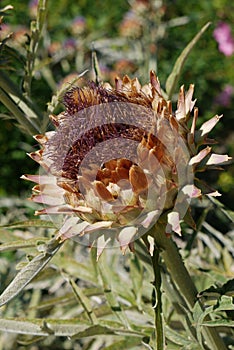 In the focus fresher flower thistle on a high solid cut