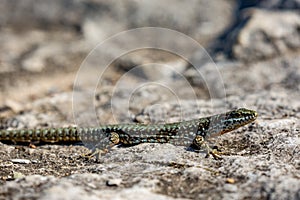 Focus on green and brown lizard body
