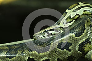 Focus on Green Burmese Python, Snake