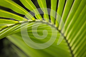Focus on green palm leaf at Asia