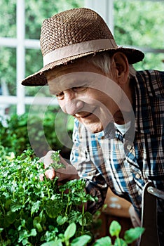 Focus of happy retired man in straw hat looking at green plants