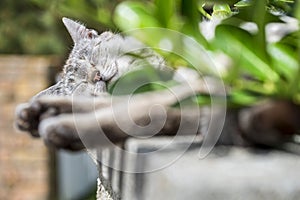 Focus on the head of tabby cat sleeping outdoors