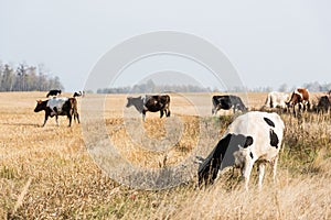 Focus of herd of cows and