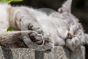 Focus on the hind paw of tabby cat sleeping outdoors