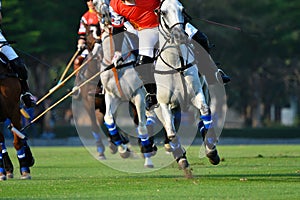 Focus the Horse in Polo match.