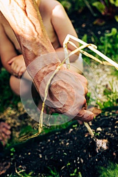Focus on human hand pulling garlic from ground