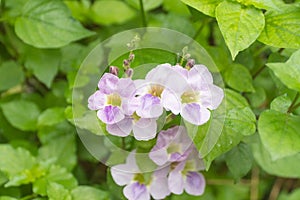 Focus justicia Gangetica flower on natural background