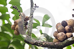 Focus on langsat or lanzones fruit flower at stem