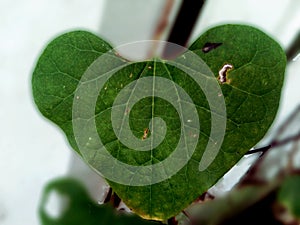 Focus on leaf details