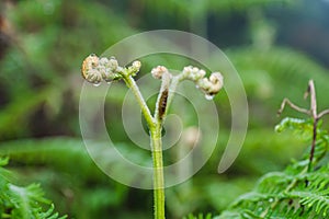 Focus on the leaves of the cabbage Athyriaceae wet with rain, planted in the garden, blurred background. photo