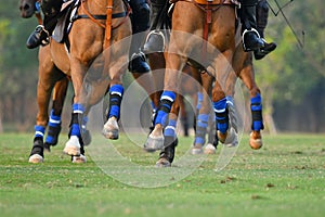 focus the leg of horse in polo match.