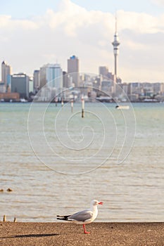 Focus on lone seagull bird with blurred background of Auckland's