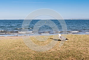 Focus on lone seagull bird standing nearby beach with blurred ba