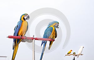 Focus at macaw parrot on steel perch with blurred cockatoo and sun parakeet birds on lacking sky during freedom flying practice