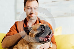 Focus of man stroking french bulldog on sofa