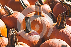 Focus on midground pumpkin in a patch