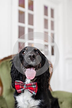 Focus on the nose. Dog spaniel in a red bow tie in the interior of the light room. Pet is three years old sitting on a