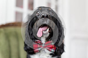 Focus on the nose. Dog spaniel in a red bow tie in the interior of the light room. Pet is three years old sitting on a