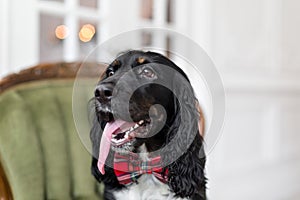 Focus on the nose. Dog spaniel in a red bow tie in the interior of the light room. Pet is three years old sitting on a