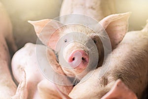 Focus is on nose. Shallow depth of field. pigs at the farm. Meat industry.