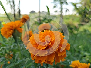 Yellow flowers on the roadside photo