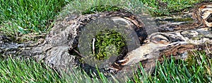 Focus on old fallen tree trunk in a tall grass meadow with bright moss growing nature background