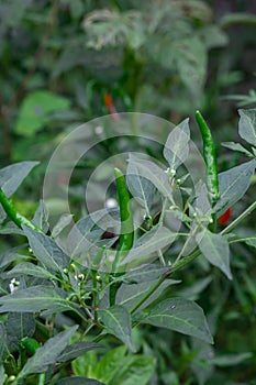 Focus on one of green chili peppers and other blur with leave, View on portrait