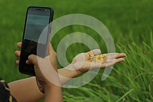 Focus. One human hand holds little yellow daisy flowers and the other hand holds a smartphone. Handphone photographer in concept