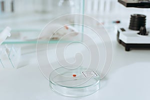 Focus of petri dish with biomaterial near white mouse in glass box