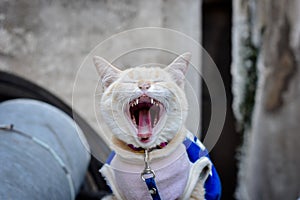 focus photo kitten gape
